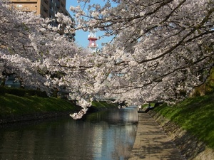 松川の桜.JPG