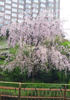 椿山荘庭園のしだれ桜.png