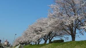 神通川の桜.JPG