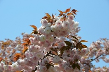 里桜.jpg