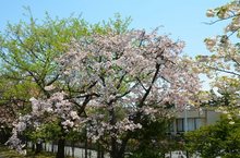 里桜1.jpg